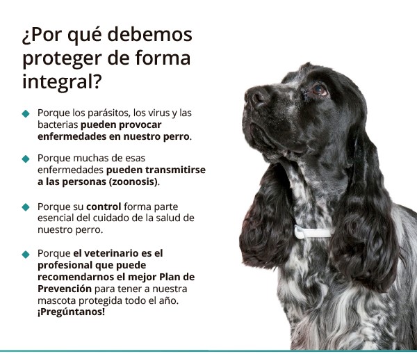 ¿Por qué llevarlo a un veterinario?