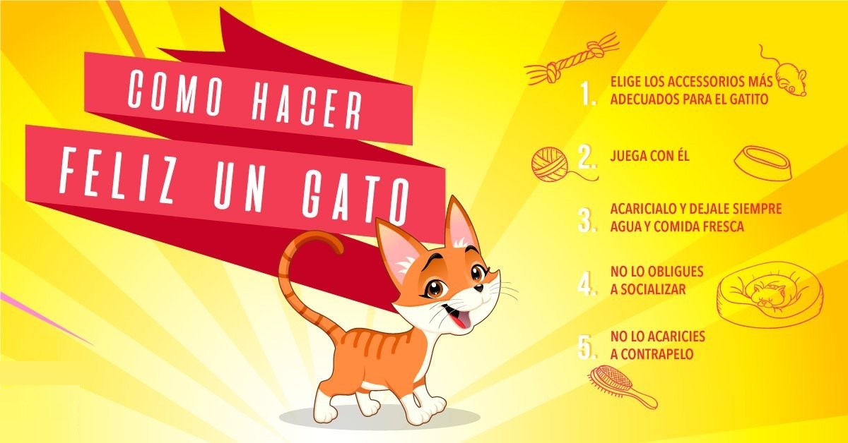 Tips para hacer feliz a un Gato